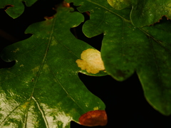 Tischeria ekebladella