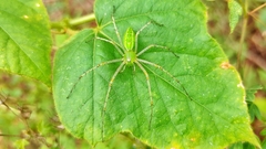 Araneae