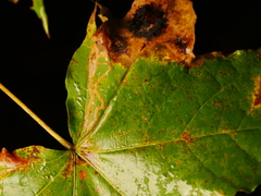 Stigmella aceris