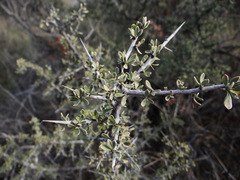 Condalia microphylla
