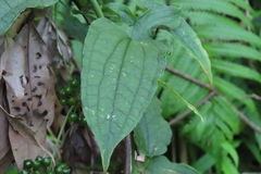 Smilax riparia