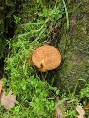 Fungi
