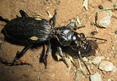 Anthia cephalotes