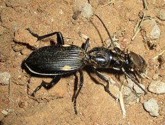 Anthia cephalotes