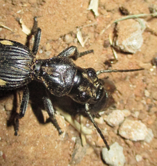 Anthia cephalotes