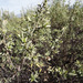 Gochnatia glutinosa - Photo (c) Guillermo Debandi, μερικά δικαιώματα διατηρούνται (CC BY), uploaded by Guillermo Debandi
