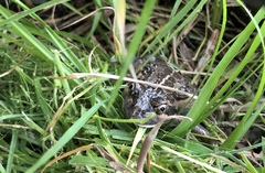 Limnodynastes dumerilii dumerilii
