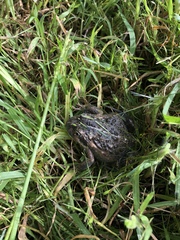 Limnodynastes dumerilii dumerilii