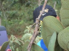 Zoniopoda danottei