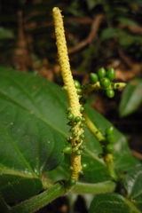 Piper muricatum