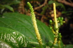 Piper muricatum