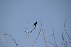 Cinnyris bifasciatus