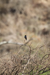Cinnyris bifasciatus