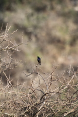 Cinnyris bifasciatus