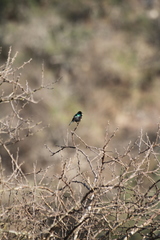 Cinnyris bifasciatus