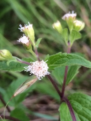 Ageratina rothrockii