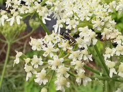 Ectemnius cephalotes
