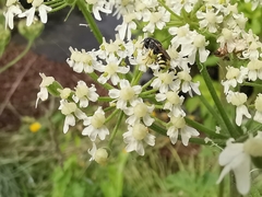 Ectemnius cephalotes
