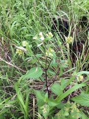 Ageratina rothrockii