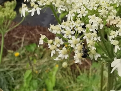 Ectemnius cephalotes