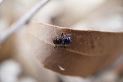 Maratus karrie