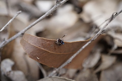 Maratus karrie