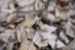 Maratus karrie