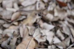 Maratus karrie