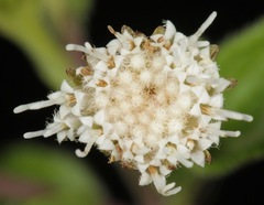 Ageratina rothrockii