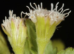 Ageratina rothrockii