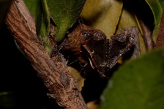 Scenedra decoratalis