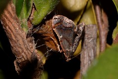 Scenedra decoratalis