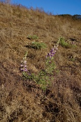 Lupinus formosus formosus