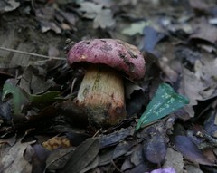Rubroboletus lupinus