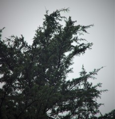 Cedrus deodara