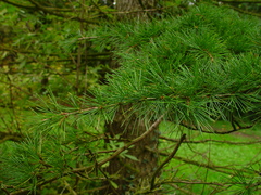 Cedrus deodara