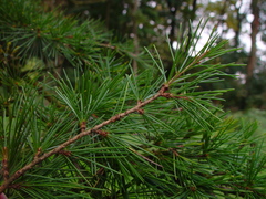 Cedrus deodara