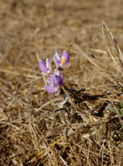 Lupinus formosus formosus