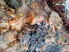 Acanthochitona
