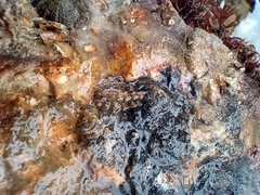 Acanthochitona