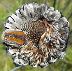 Trichostetha capensis hottentotta