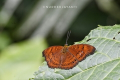Pseudergolis avesta