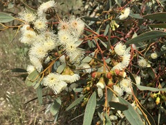 Eucalyptus incrassata