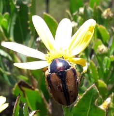 Trichostetha signata