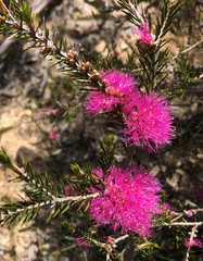 Melaleuca wilsonii