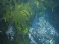 Parma alboscapularis