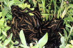 Ocnogyna clathrata