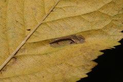 Phyllonorycter cerasicolella