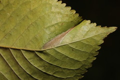 Phyllonorycter cerasicolella