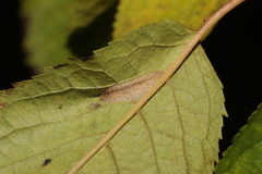 Phyllonorycter cerasicolella